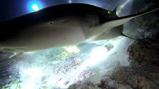 Diving Safari Maldives, Дайвинг Сафари Мальдивы 2016 GoPro Diving with sharks, manta