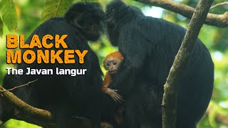 Black Monkey or Javan langur - Lutung budeng (Sub English)