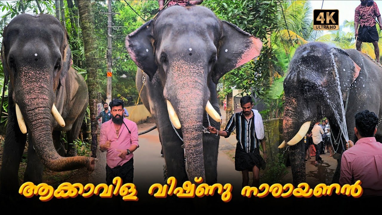 ആക്കാവിള വിഷ്ണുനാരായണനും മാമ്പി ആശാനും 🔥