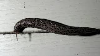 Leopard Slugs Racing In Fast Forward | Creature Feature