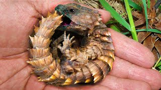 9 Of The World's Rarest Reptiles