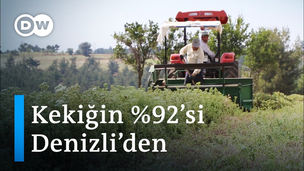 Antibakteriyel özelliği Türkiye’de kekiğe talebi artırdı - DW Türkçe