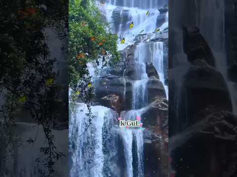 SurahMulk سورۃ الم لک Quran Surah Reels Surhmulk Support Foryou Shorts Shorts New Trend 