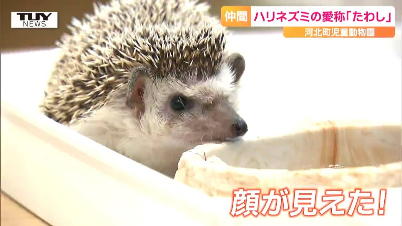 森の奥の小さな暮らしパネル生地　パンダ、うさぎ、ペンギン、ねこふくろうハリネズミ maxresdefault.jpg