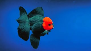 The Most Beautiful Goldfish In The World | Super Rare Goldfish Species