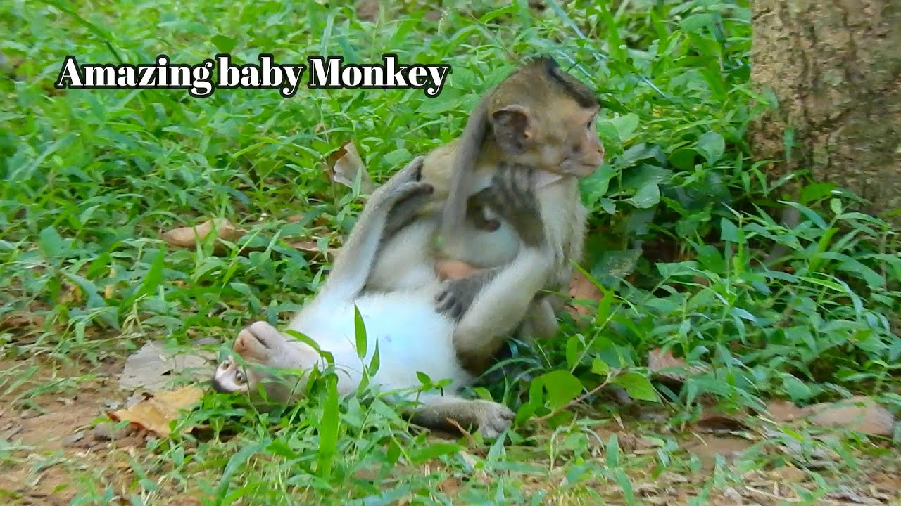 Amazing baby Monkey player together very happy