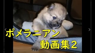 かわいい犬 ポメラニアン 動画集 2 面白いペット Funny Dog Pomeranian So Cute Videos 動物がかわいいyoutube動画はここだ