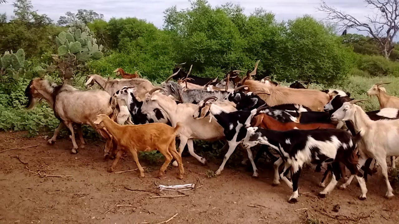 Cabras de ampolla Catamarca Argentina