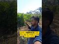 Traoi ki kheti (Multi farming techniques) #farming #agriculture