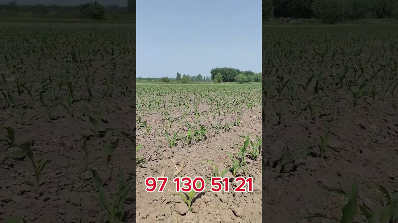 Силос учун FL27 ва FL67 маккажўхори уруғлари водий 2025! 971305121 