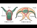 Invertebrados: Poríferos y cnidarios - 1ESO