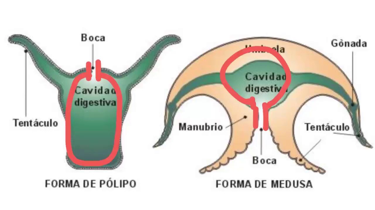 Invertebrados: Poríferos y cnidarios - 1ESO - YouTube