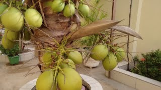 Colhendo coco anão orgânico, dois anos e seis meses após o plantio.