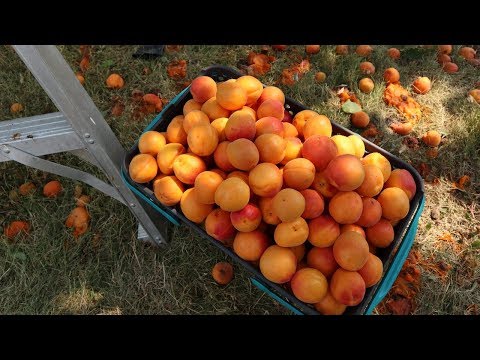 Video: Abrikozenoogsttijd - Hoe en wanneer abrikozen plukken