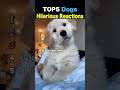TOP5 Dogs Hilarious Reactions