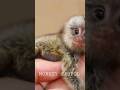 This smallest monkey, weighs only 100 grams