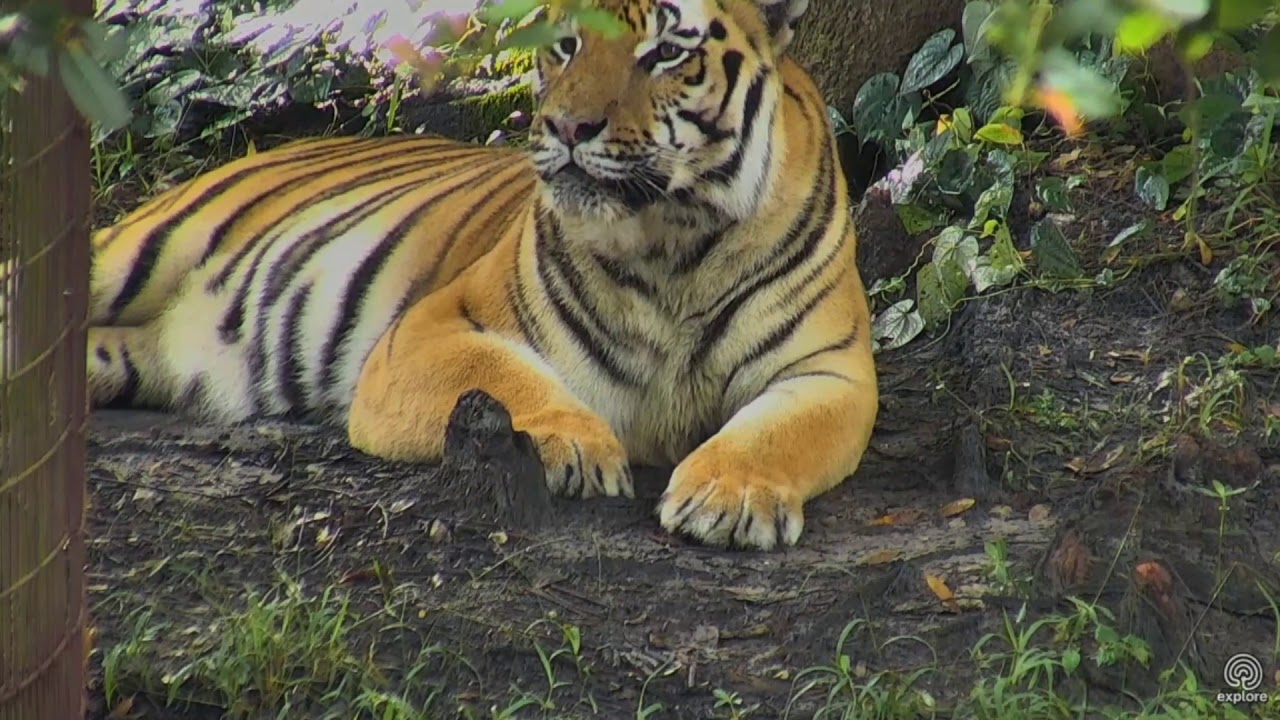leopard print GOOD MORNING! Seth Tiger lounging around waiting for Breakfast