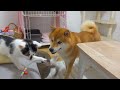 子猫にかまってもらえない柴犬が愛おしい行動に出ました。。