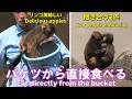 【パンチくん日記🐵】GW初日、天気が良くてパンチ日和。抱き合う2匹が可愛い、スプリンクラー発動で逃げるパンチ_市川市動植物園【2026年5月2日撮影】Monkey Punch's Diary_5/2