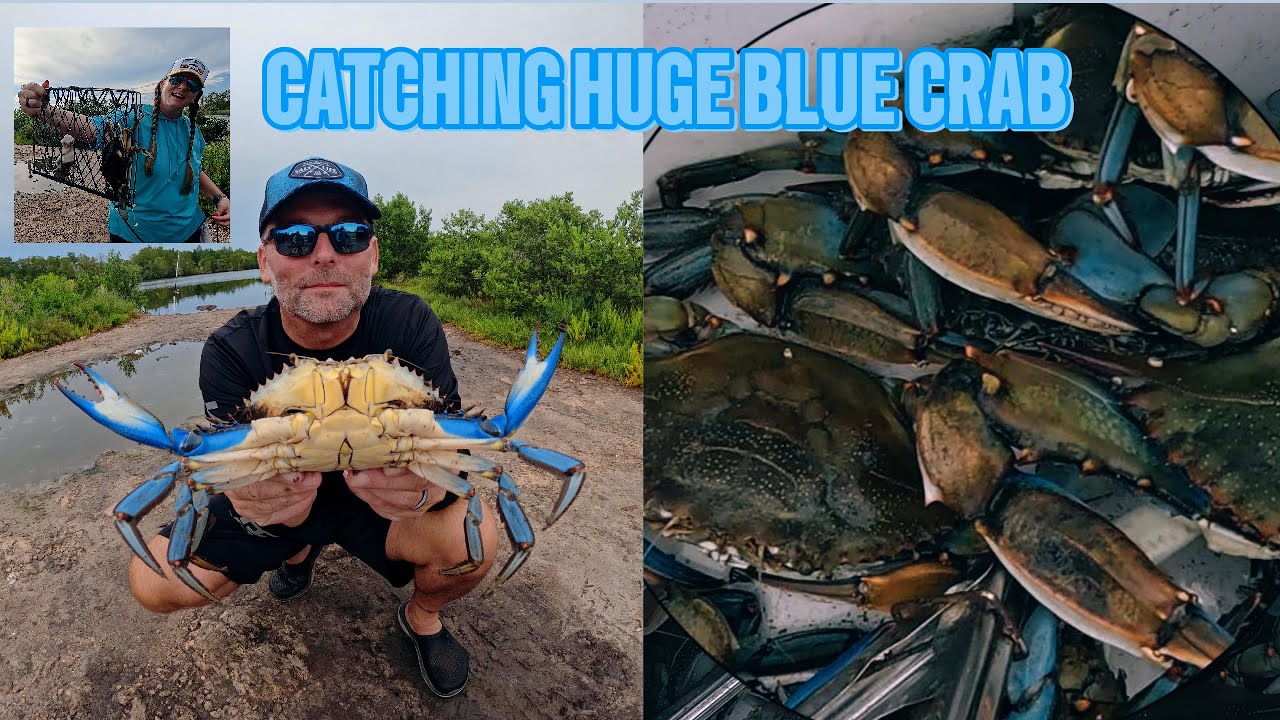 One hour video of catching huge Florida blue crab !!!