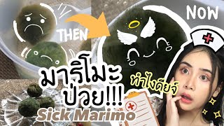 มาริโมะ ป่วย !! ทำยังไงดี ? มาช่วยน้องกันเถ่อะ 🥺💪🏻❤︎ - Marimo turning brown (How to fixed)