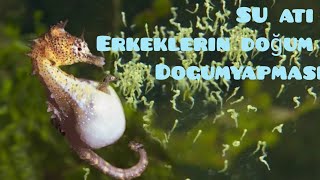 Erkek Su Atının Eşsiz Doğada Olan Tek Doğurması Merak Edi̇len