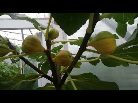 Fig Panache (инжир