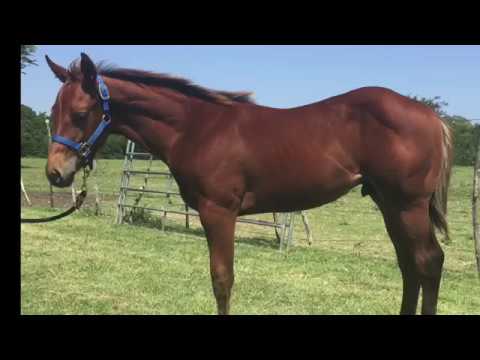 2017 bay AQHA Colt, Western Pleasure/ HUS: Zippo Pine Bar, Invitation Only