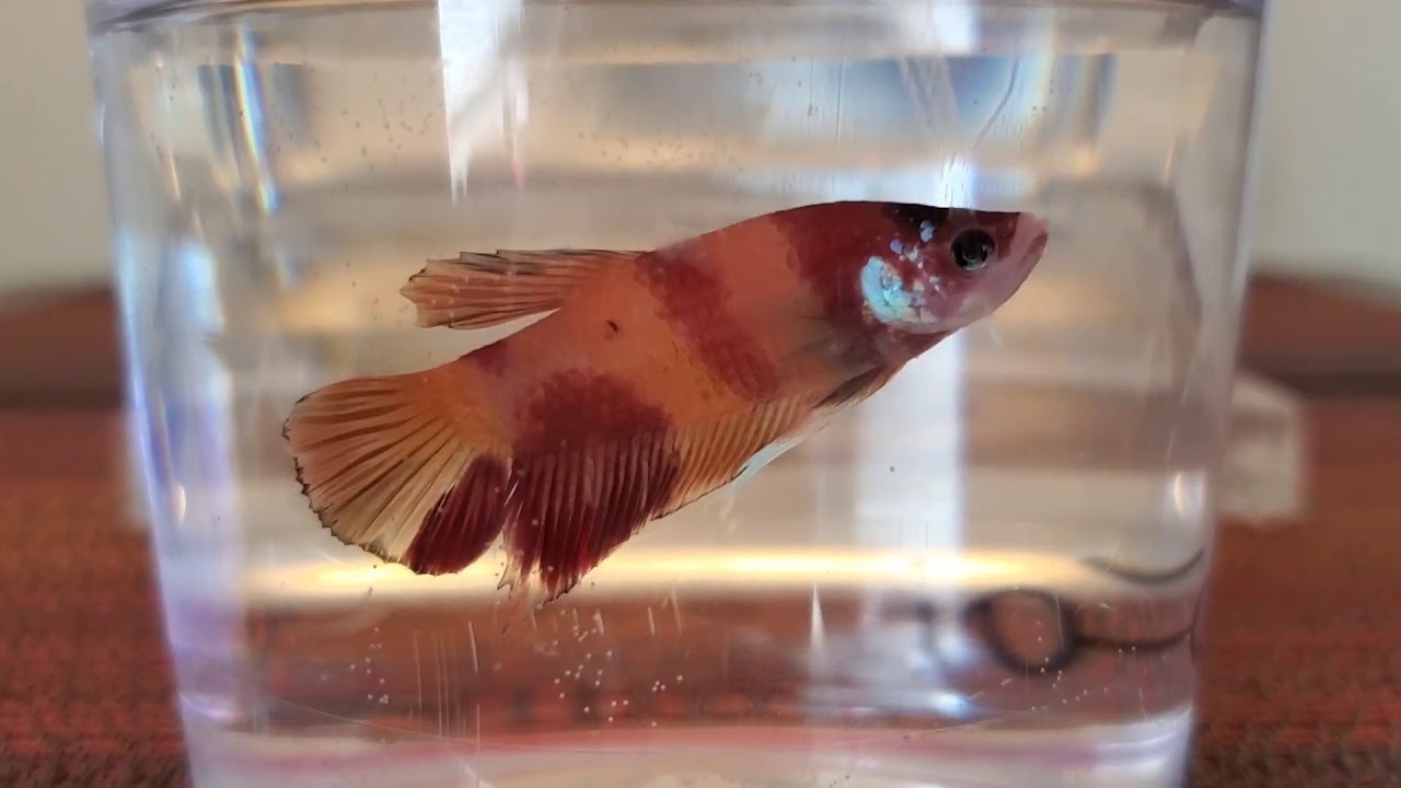 (Betta fish)"My New Koi Betta Fish" 