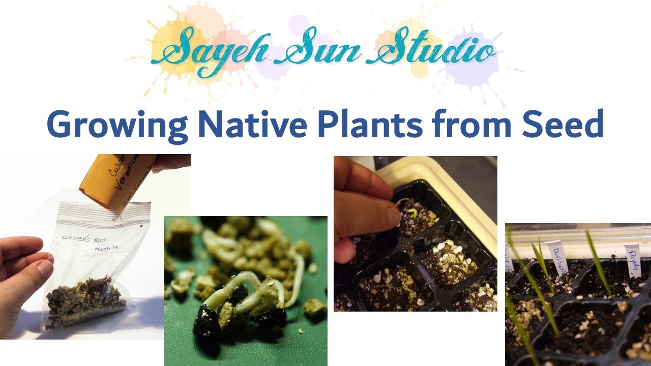 Growing Native Plants from Seeds YouTube