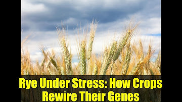Rye Under Stress: How Crops Rewire Their Genes | Plant Genetics Breakthrough