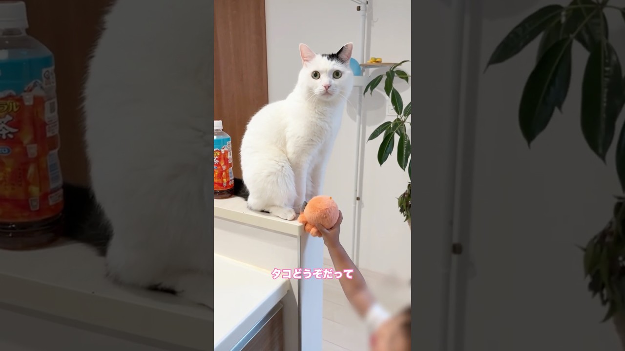 A Cat Who Wears His Feelings on His Face - YouTube