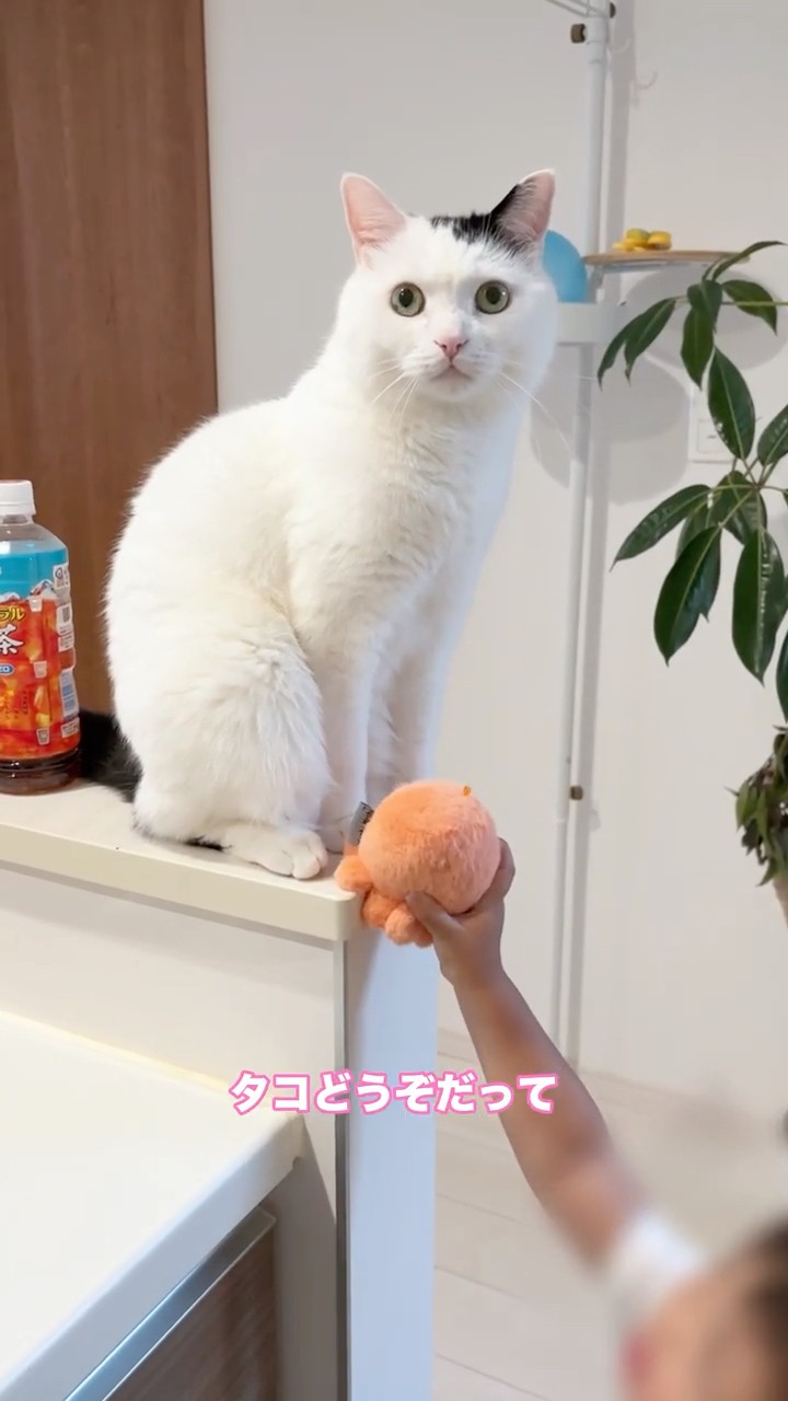 A Cat Who Wears His Feelings on His Face - YouTube