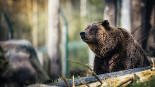 What should we do if a bear attacks us?