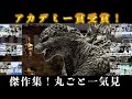 祝！アカデミー賞 受賞記念　ゴジラ-1.0考察を一気にお届け【ネタバレ注意】 /旧日本軍兵器・高雄・震電・雪風・マイナスカラー・オッペンハイマーとの世界【ゴジラマイナスワン】GODZILLA-1.0