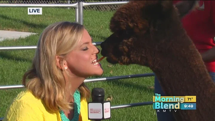 Alpacas of the Heartland