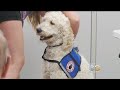 Iowa Sisters Training Dogs To Save Lives Iowa Sisters Training Dogs To Save Lives