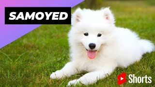 Samoyed 🐶 The Most Expensive Dog Breed In The World #shorts #samoyed #expensivedog Resimi