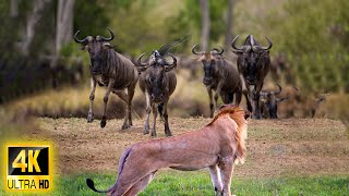 African Wildlife 4K: Nairobi National Park, Ultimate Predators | Lion Kingdom  Scenic Wildlife Film