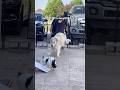 Reasons NOT to live with pets in an RV #fulltimerv #fulltimerving