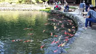 [4K] 美しい松の庭園 栗林公園