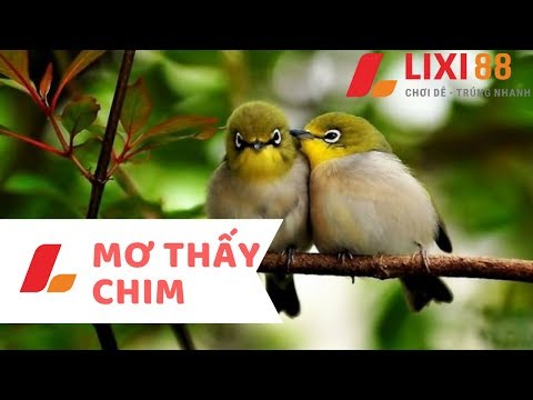 Video: Tại sao trong giấc mơ thấy chim