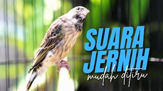 SUARA BLACKTHROAT GACOR SUARA JERNIH EFECTIF BUAT MASTERAN KENARI BAHAN CENGKOK LOMBA