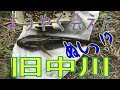 釣り動画ロマンを求めて 76釣目（旧中川：東大島駅付近）