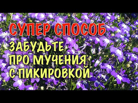 Бейне: Лобелия: тұқымнан өсіру, күтім