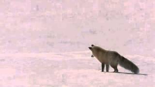 Bbc Fox Snow Dive Yellowstone Wmv V9