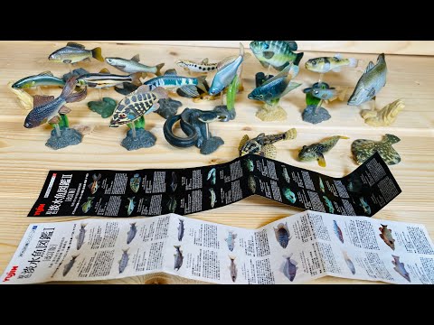 Yujin Freshwater Fishes Collection Box / 原色淡水魚図鑑 I&II
