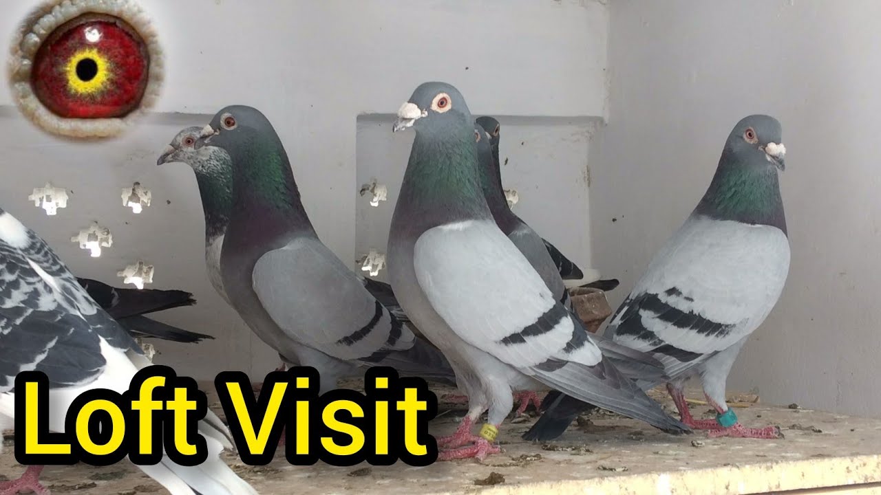 Racing pigeons : Racing Pigeon loft visit Ehsan| Kalapati 2022 | Racer ...