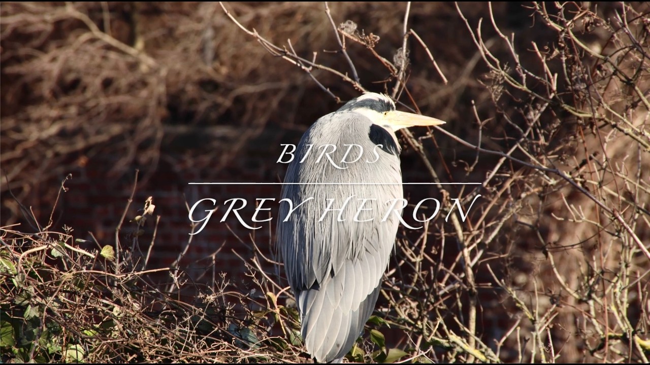 Grey Heron- Graureiher
