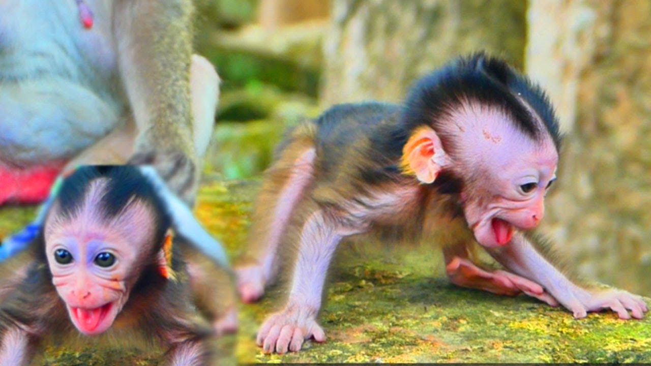 Unbelievable  Loni Drinking milk , baby Elena shouting for mom help immediately